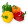 Capsicum